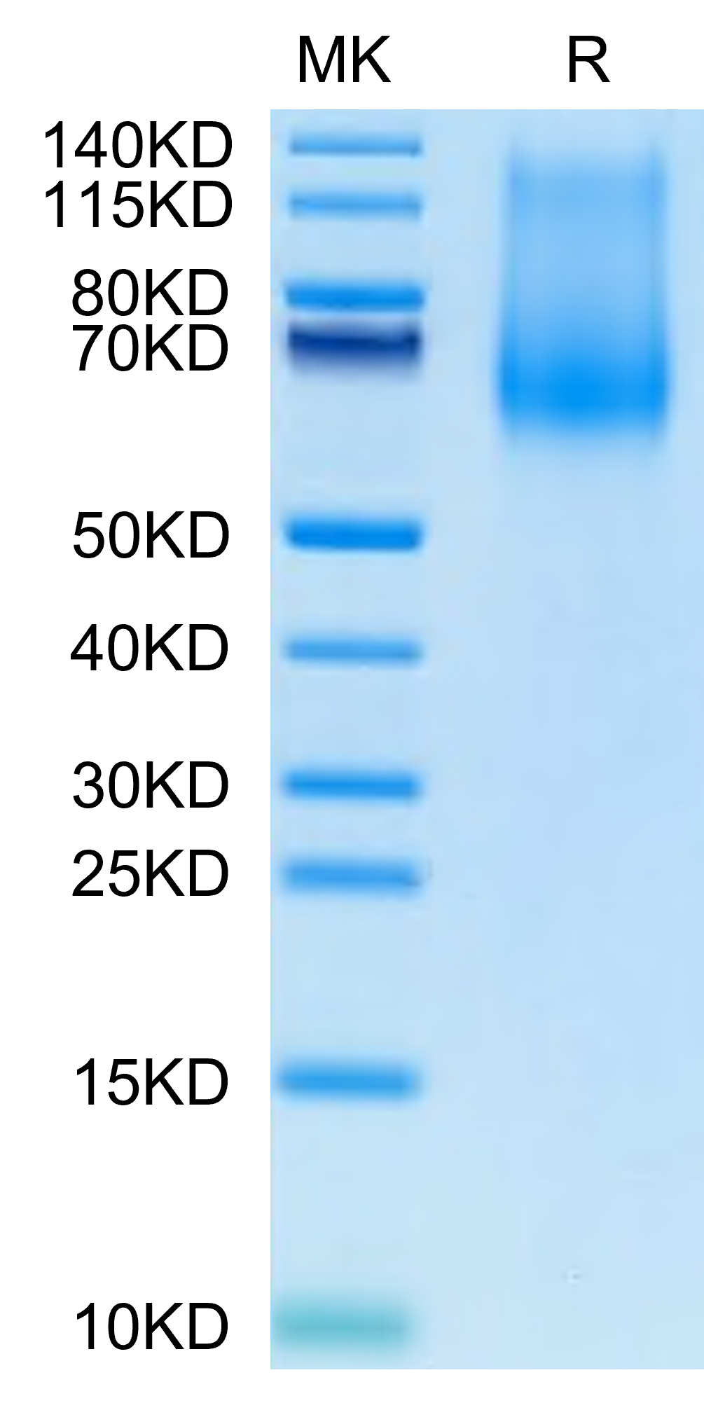 Cynomolgus CD34 Protein (CD3-CM134)
