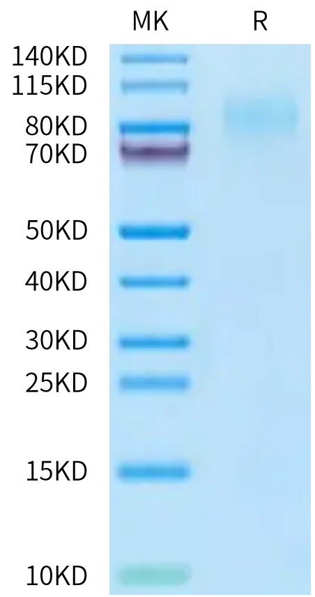 Cynomolgus CD34 Protein, Ultra Low Endotoxin (CD3-CM134-UL)