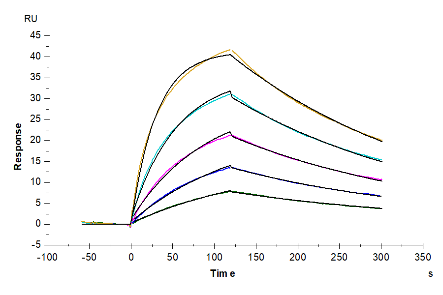 Cynomolgus IL-4 R alpha/CD124 Protein, Ultra Low Endotoxin (ILA-CM14R-UL)