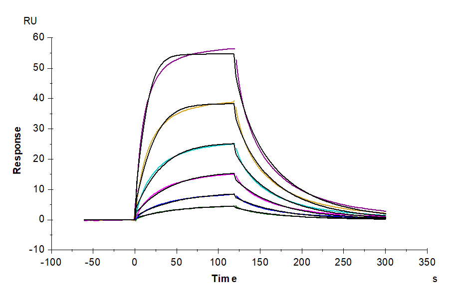 Cynomolgus CD200/OX-2 Protein, Ultra Low Endotoxin (CD2-CM120-UL)