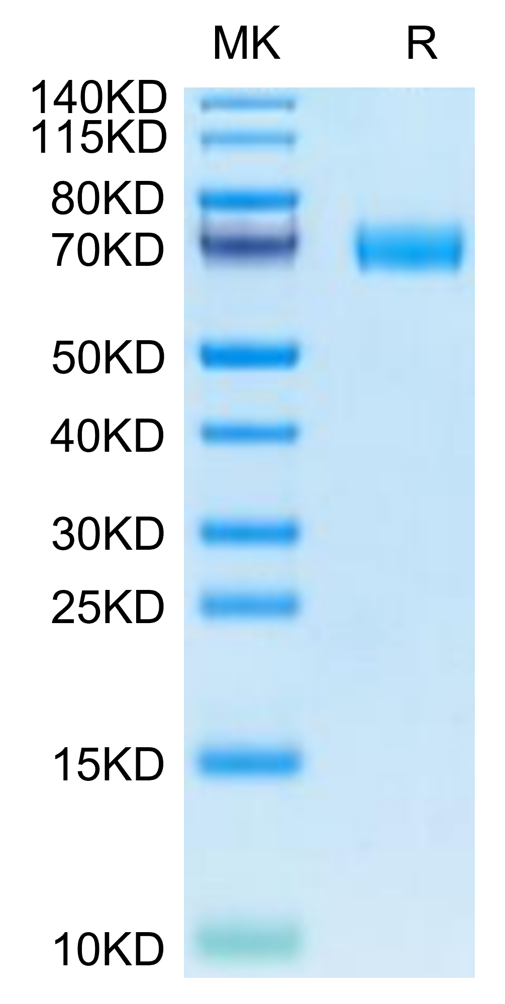 Canine MRC2 Protein (MRC-DM102)