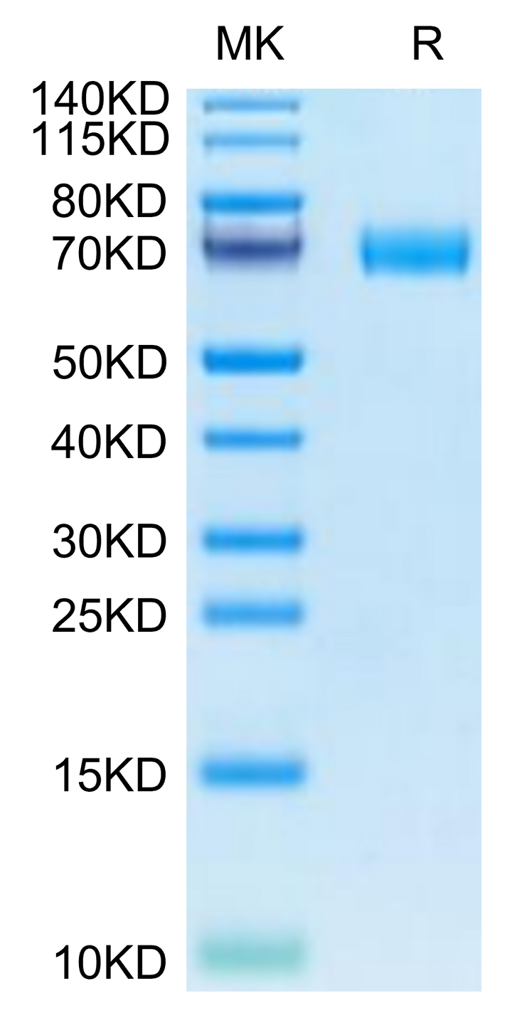 Canine MRC2 Protein (MRC-DM102)