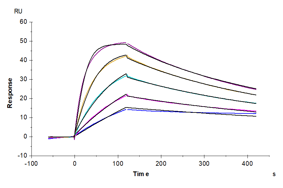 Cynomolgus IL-18 R1/CD218a Protein, Ultra Low Endotoxin (IL8-CM1R1-UL)