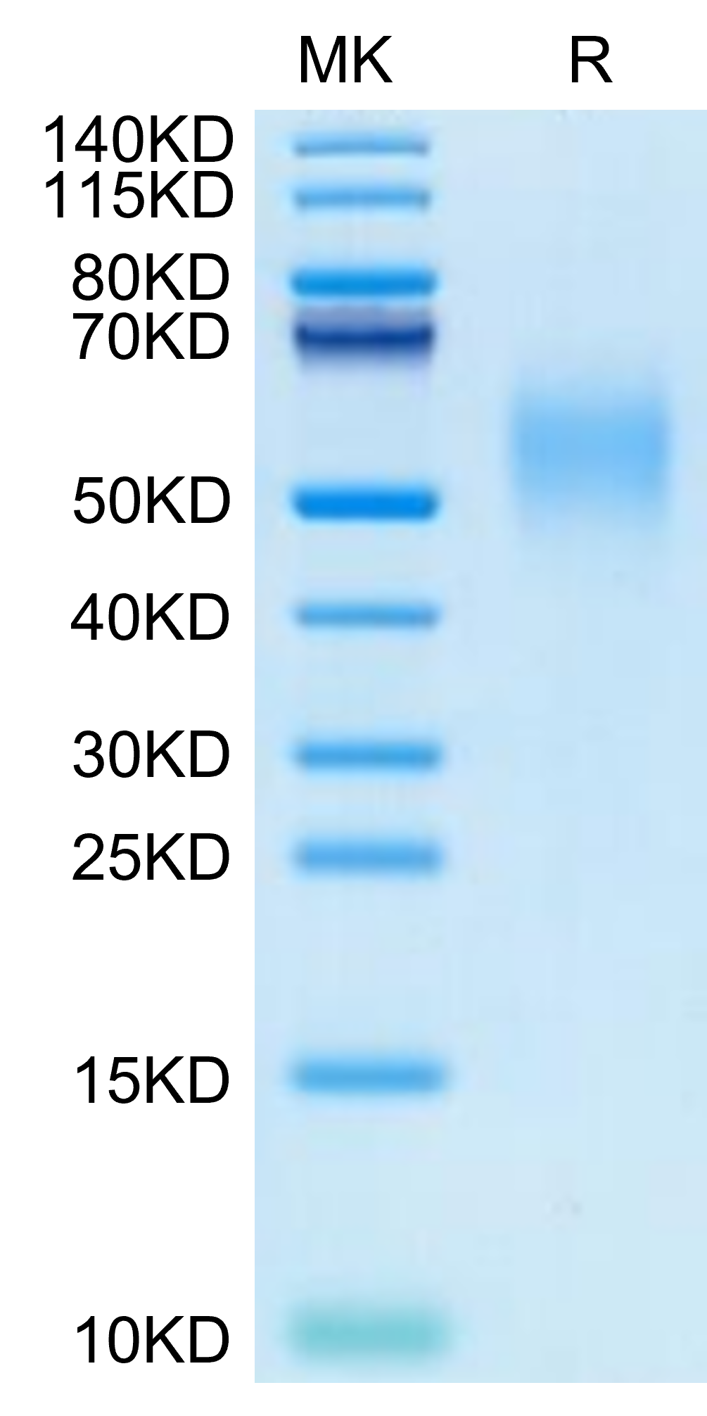 Cynomolgus Nectin-2/CD112 Protein (NEC-CM102)