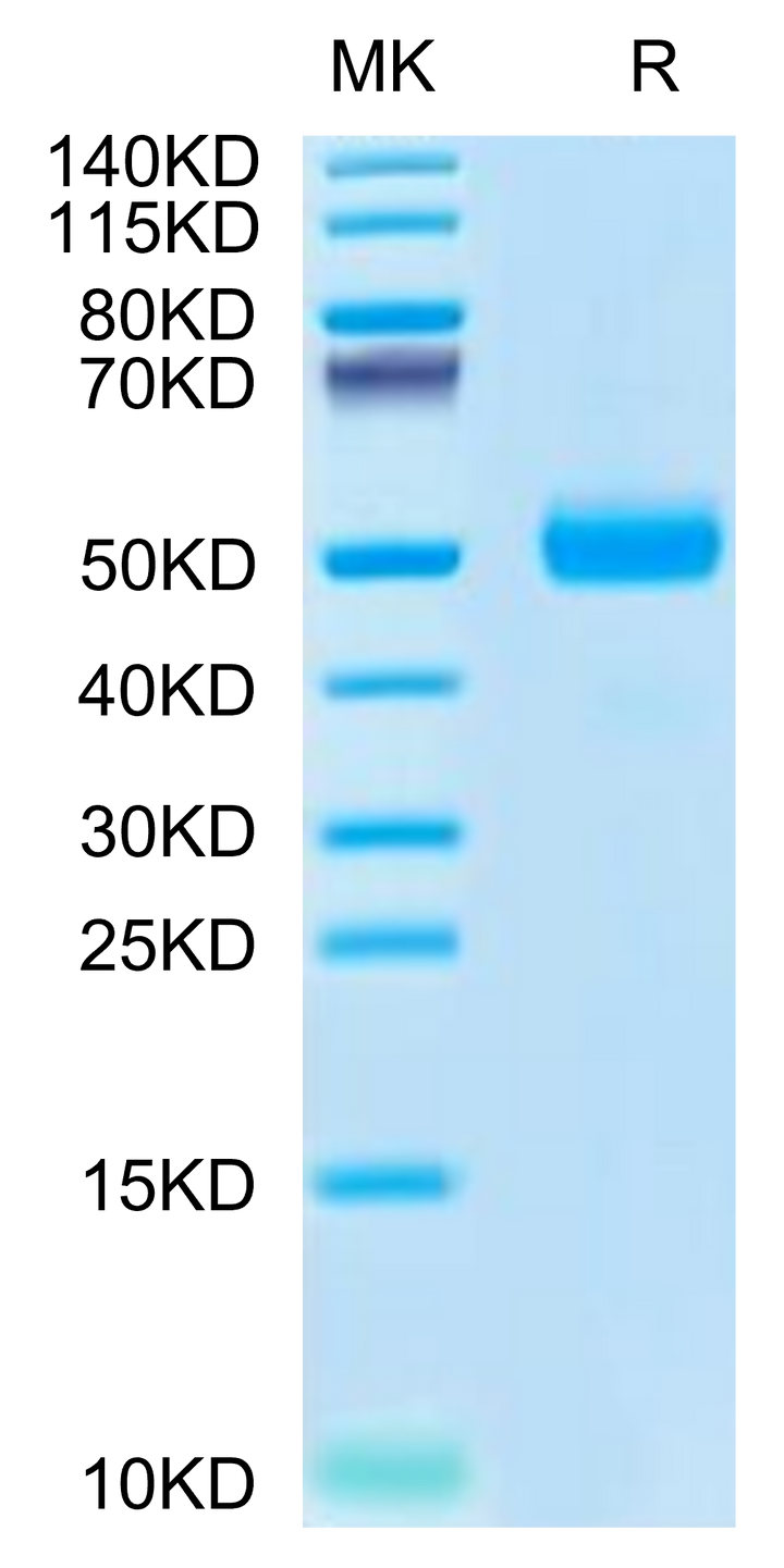 Cynomolgus SPP1/OPN Protein (SPP-CM101)