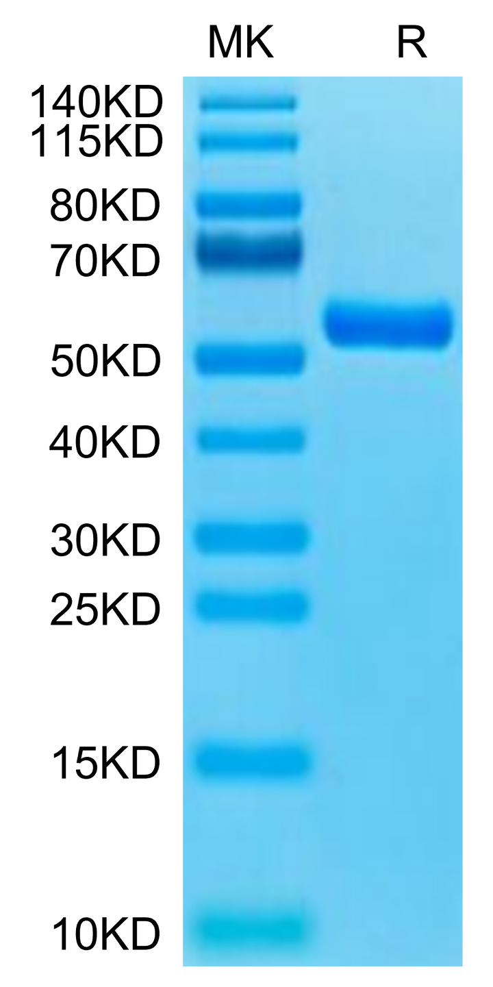 Biotinylated Human HLA-A*11:01&B2M&KRAS G12R (VVVGARGVGK) Monomer Protein (MHC-HM440B)