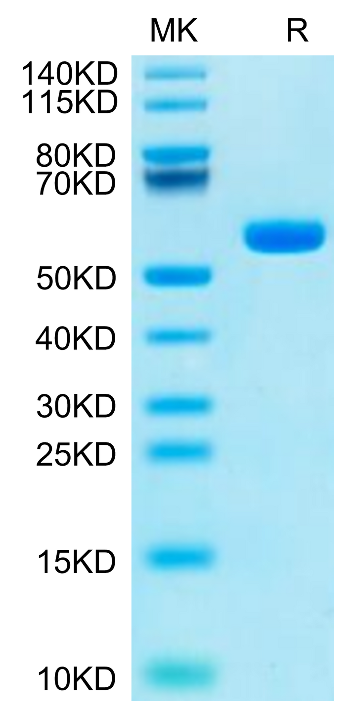 Human HLA-A*11:01&B2M&KRAS G12C (VVVGACGVGK) Monomer Protein (MHC-HM439)