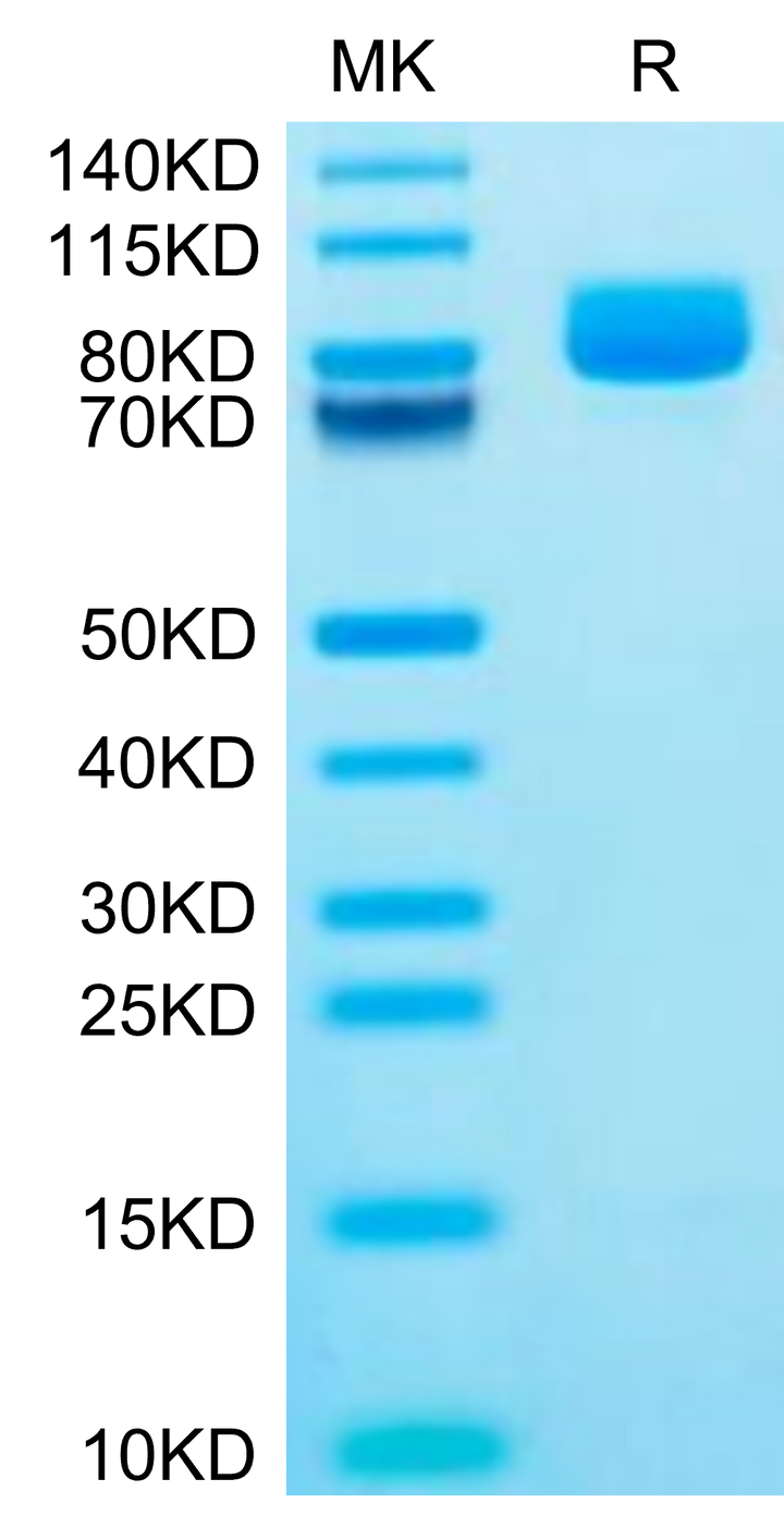 Mouse XPNPEP2 Protein (XPP-MM101)