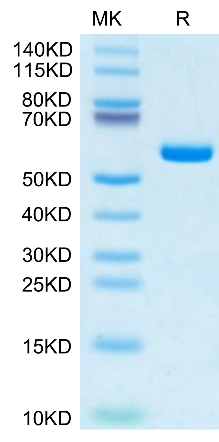 Human HLA-A*11:01&B2M&KRAS G12S (VVVGASGVGK) Monomer Protein (MHC-HM442)