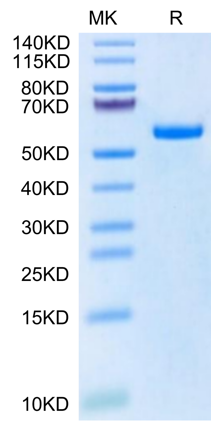 Biotinylated Human HLA-A*11:01&B2M&KRAS G12S (VVVGASGVGK) Monomer Protein (MHC-HM442B)