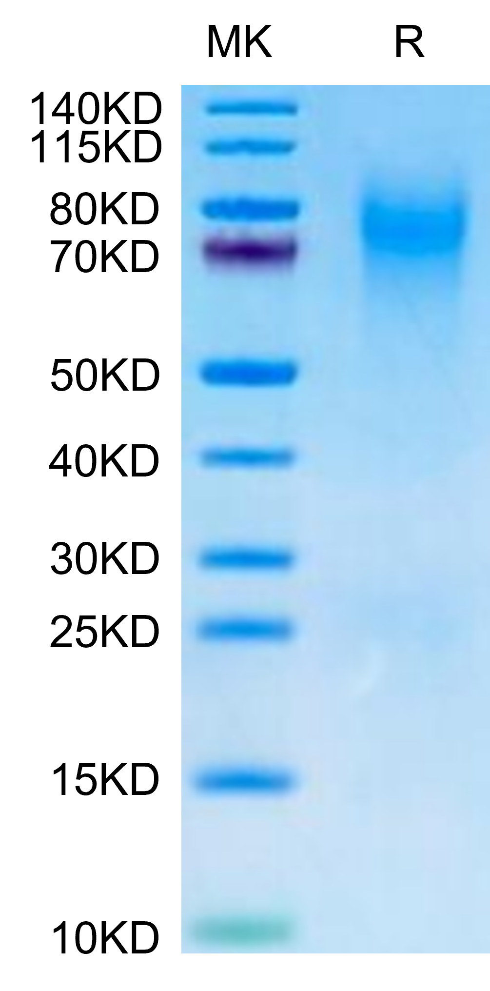 Canine CEACAM-1/CD66a Protein (CEA-DM101)