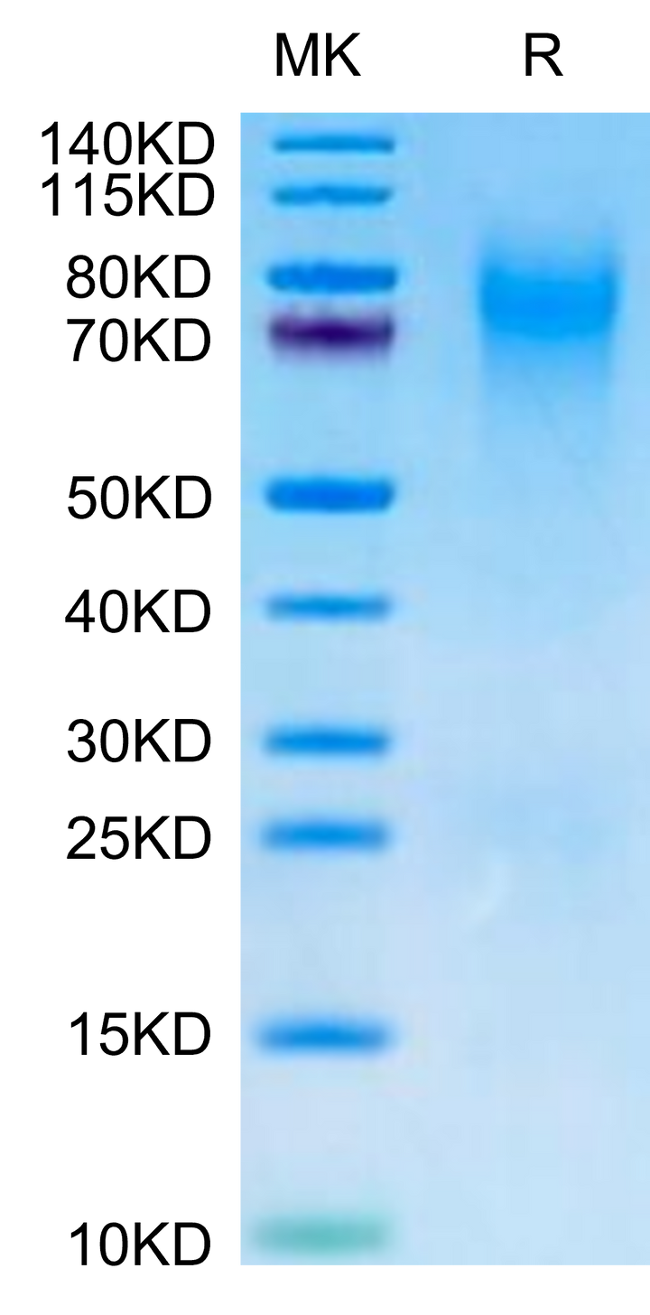 Canine CEACAM-1/CD66a Protein (CEA-DM101)