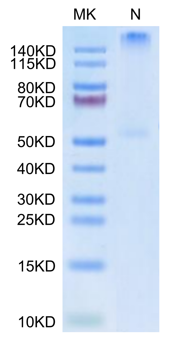 Human HLA-C*03:04&B2M&KRAS G12D (GADGVGKSAL) Tetramer Protein (MHC-HM438T)