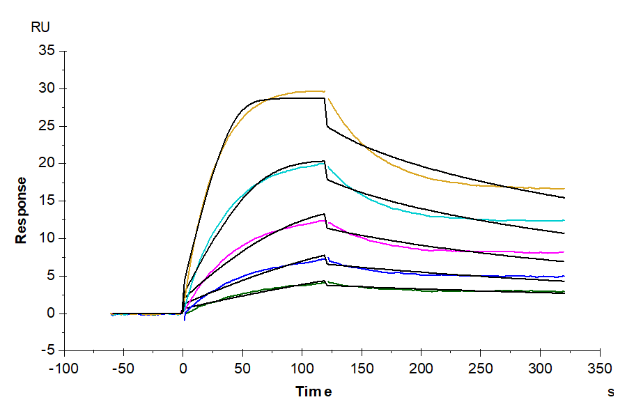 Mouse FcRn Protein, Ultra Low Endotoxin (FRN-MM101-UL)
