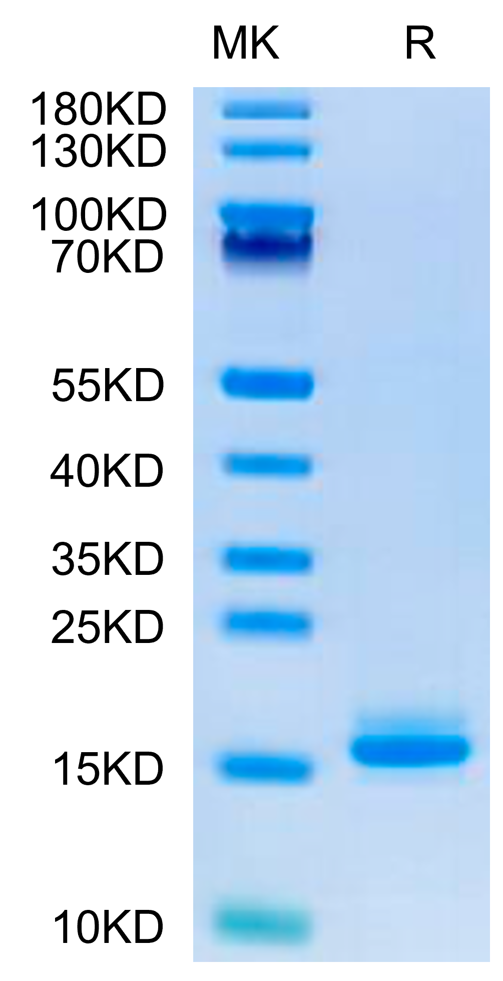 Human LILRB4/CD85k/ILT3 Domain 1+hinge Protein (LB4-HM4D4)