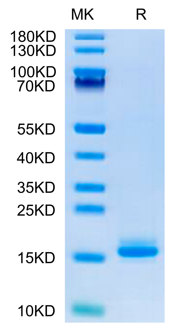 Human LILRB4/CD85k/ILT3 Domain 1+hinge Protein (LB4-HM4D4)