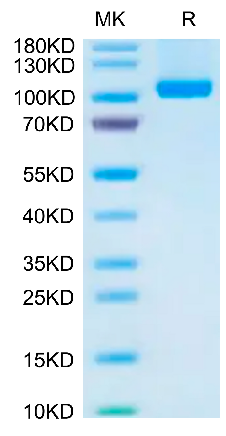 Human VAP-1 Protein (VAP-HM101)