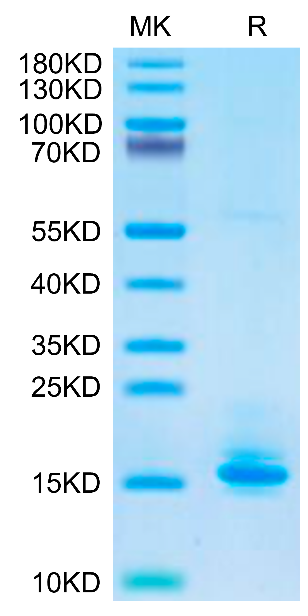 Biotinylated Human LILRB4/CD85k/ILT3 Domain 1+hinge Protein (LB4-HM4D4B)