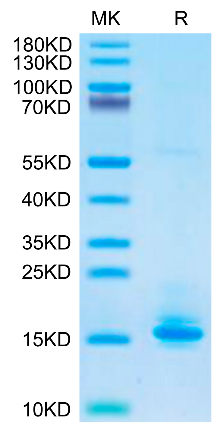 Biotinylated Human LILRB4/CD85k/ILT3 Domain 1+hinge Protein (LB4-HM4D4B)