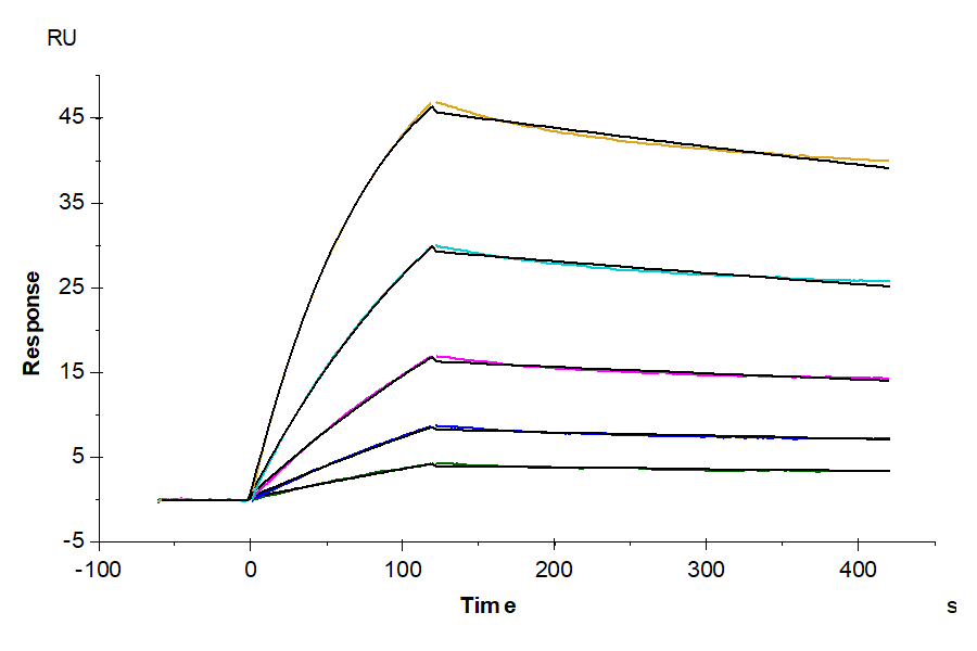 Non-biotinylated SARS-COV-2 Spike S1 Protein, Ultra Low Endotoxin (COV-VM5S1-UL)
