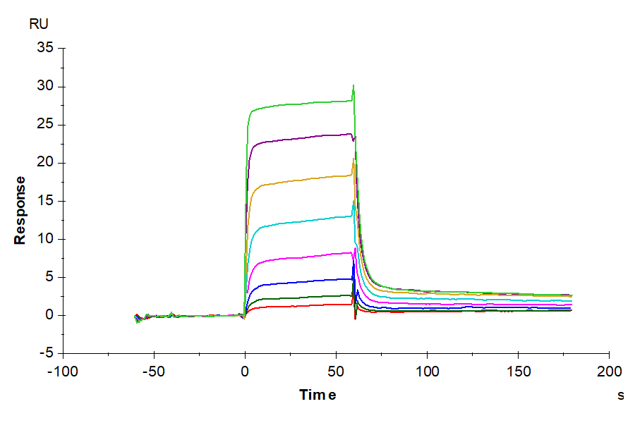 Non-biotinylated Human MICB Protein, Ultra Low Endotoxin (MIC-HM40B-UL)