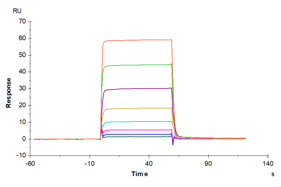 Biotinylated Human Oncostatin M/OSM Protein, Ultra Low Endotoxin (ONM-HM401B-UL)