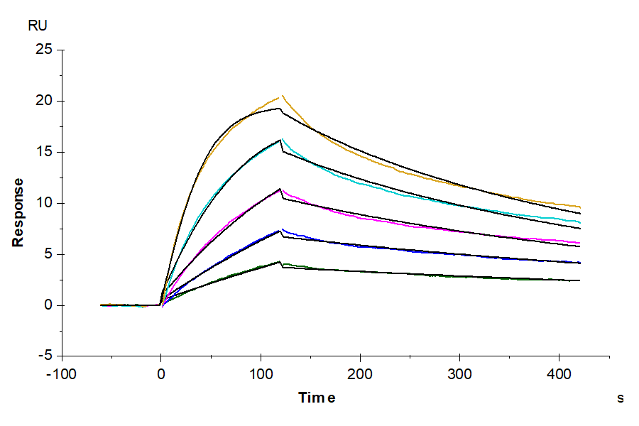 Cynomolgus IL-23R Protein, Ultra Low Endotoxin (ILR-CM123-UL)