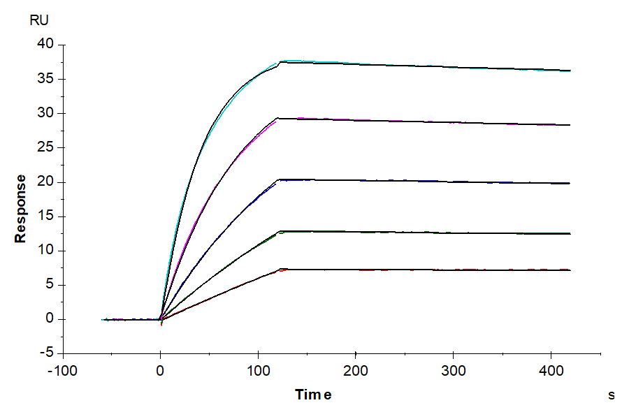 Human DLL3 Protein, Ultra Low Endotoxin (DLL-HM103-UL)