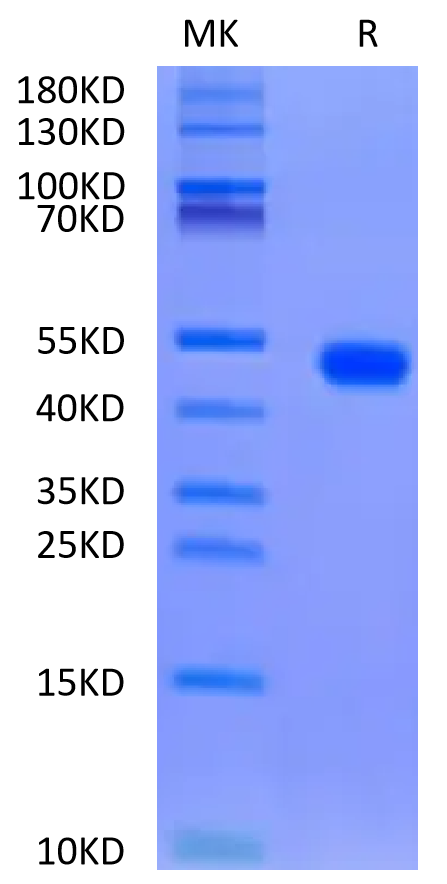 Biotinylated Rat FGL2 Protein, Ultra Low Endotoxin (FGL-RM612B-UL)