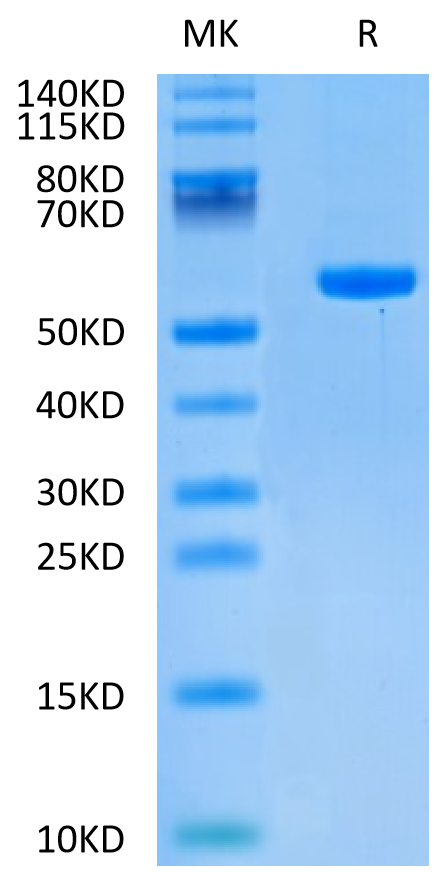 Human HLA-C*03:04&B2M&KRAS G12D (GADGVGKSAL) Monomer Protein (MHC-HM438)