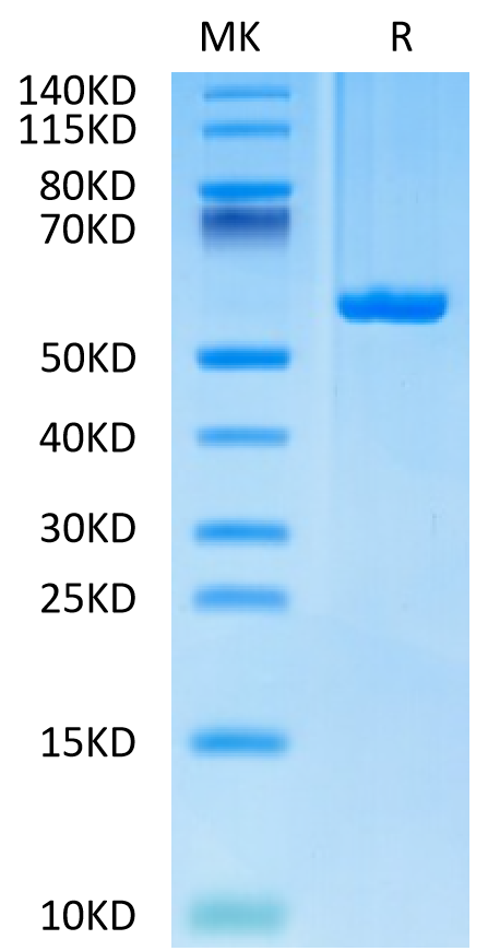 Biotinylated Human HLA-C*03:04&B2M&KRAS G12D (GADGVGKSAL) Monomer Protein (MHC-HM438B)