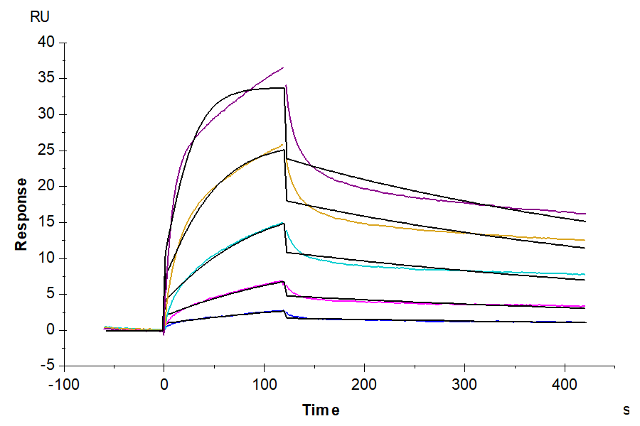 Biotinylated Human EGFR/HER1 Protein, Ultra Low Endotoxin (EGF-HM401B-UL)