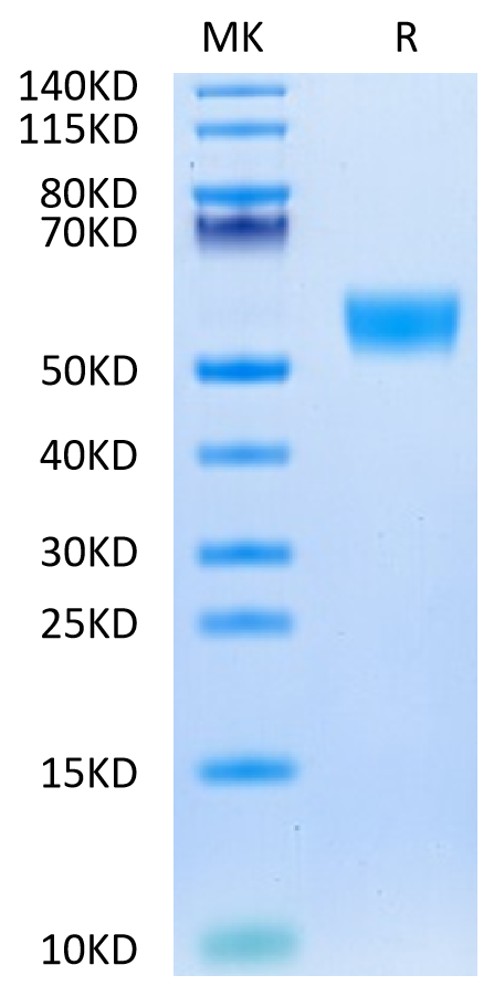 Biotinylated Mouse CD5 Protein (Primary Amine Labeling)  (CD5-MM101B)