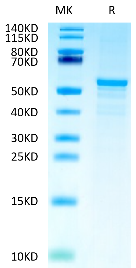 Human CKAP4 Protein (CAP-HE1P4)