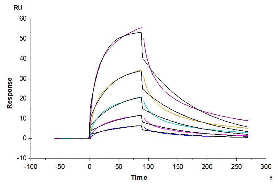 Cynomolgus CCR8 Protein, Ultra Low Endotoxin (CCR-CM308-UL)