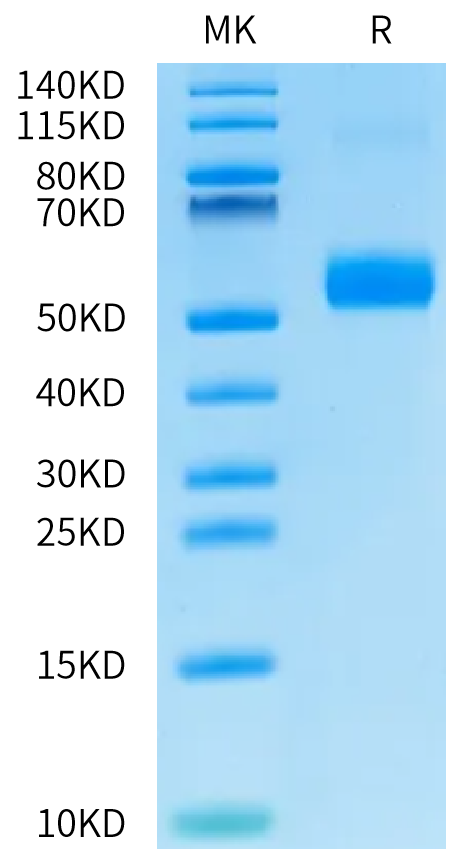 Non-biotinylated Human ANGPTL7/CDT6 Protein, Ultra Low Endotoxin (ANG-HM407-UL)