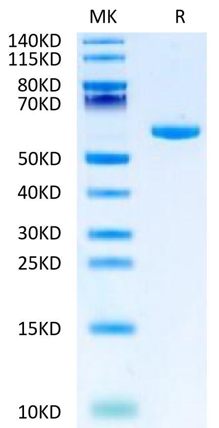 Human LY6G6F Protein (LYG-HM26F)