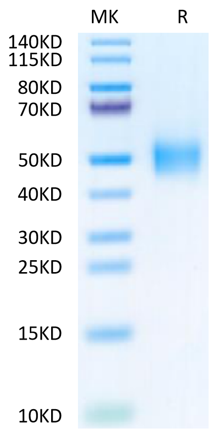Mesocricetus auratus IFN alpha/beta R2 Protein (IFN-HM1R2)