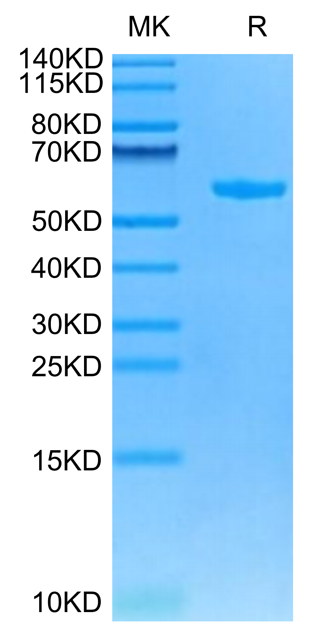 Cynomolgus HLA-G&B2M&Peptide (RIIPRHLQL) Monomer Protein (HLG-CM41C)