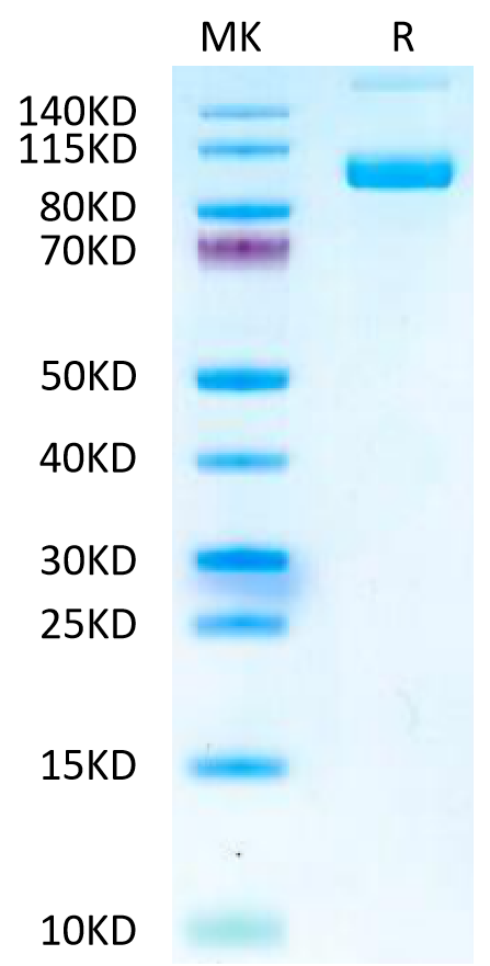 Mouse PSMA/FOLH1 Protein (active dimer), Ultra Low Endotoxin (PSM-MM110-UL)