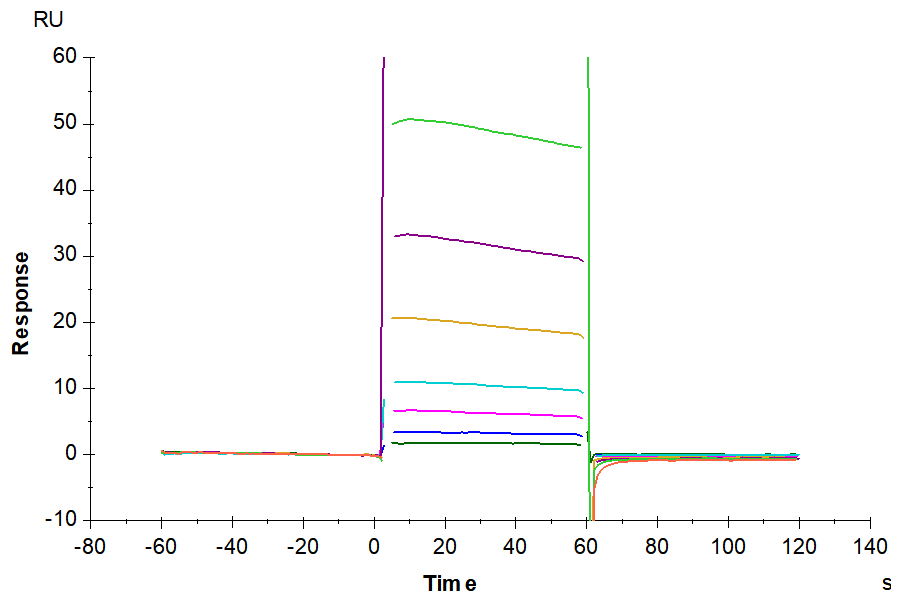 Non-biotinylated Human Fc gamma RIIA/CD32a (R167) Protein, Ultra Low Endotoxin (FCR-HM42A-UL)
