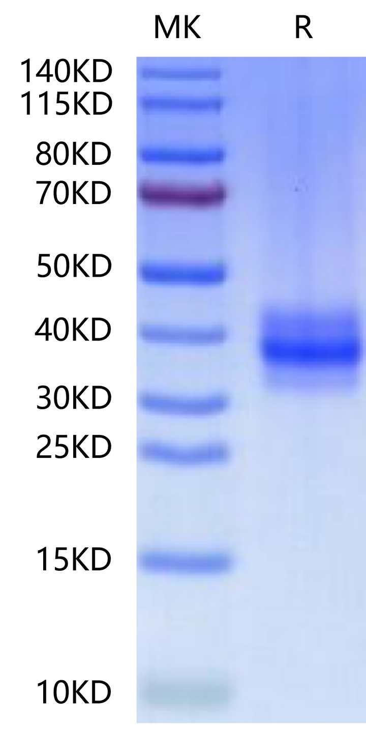 Human FOLR3-Protein (FOL-HM1R3)