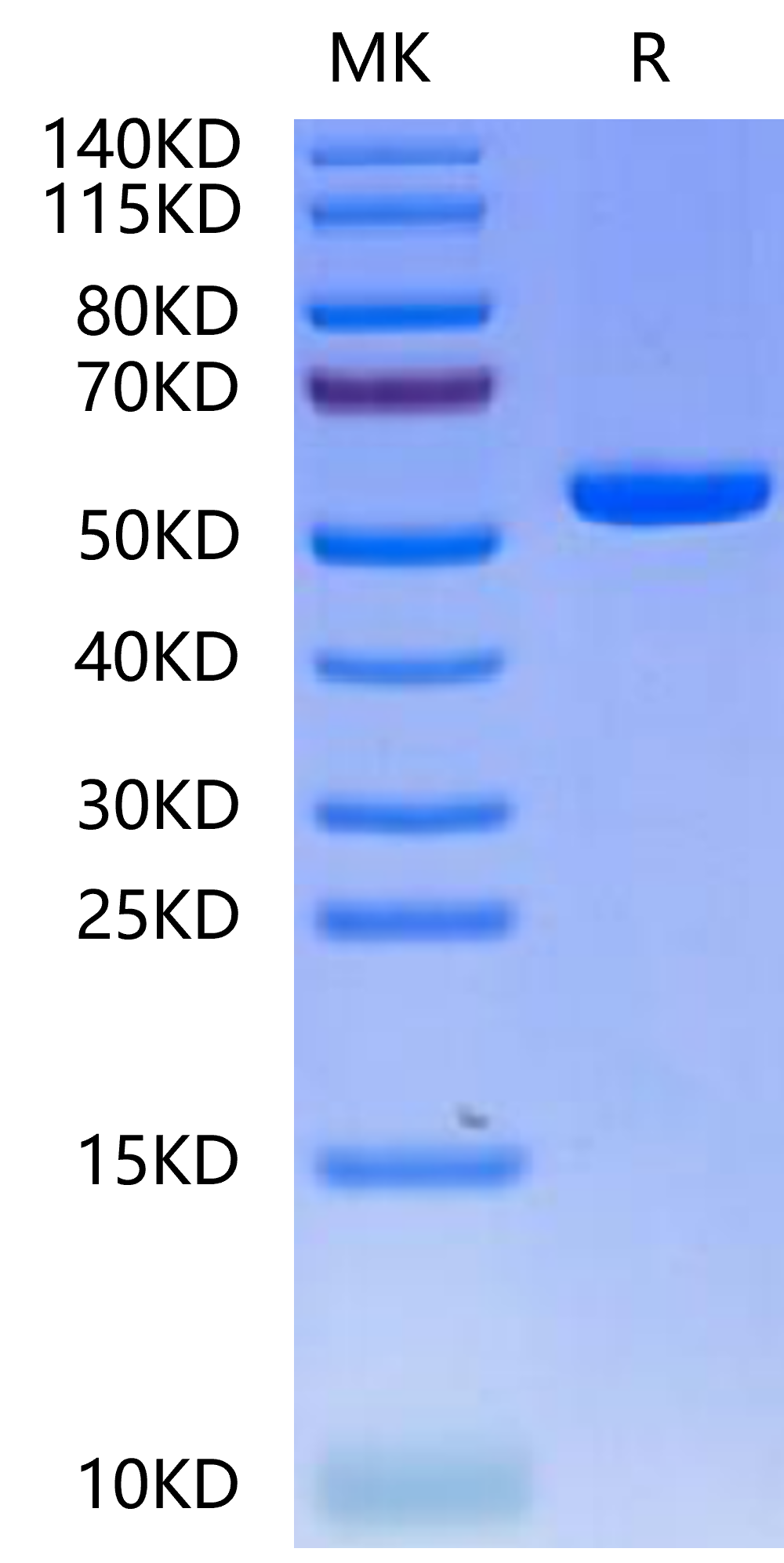 Biotinylated Human HLA-A*02:01&B2M&PRAME (SLLQHLIGL) Monomer Protein (MHC-HM443B)