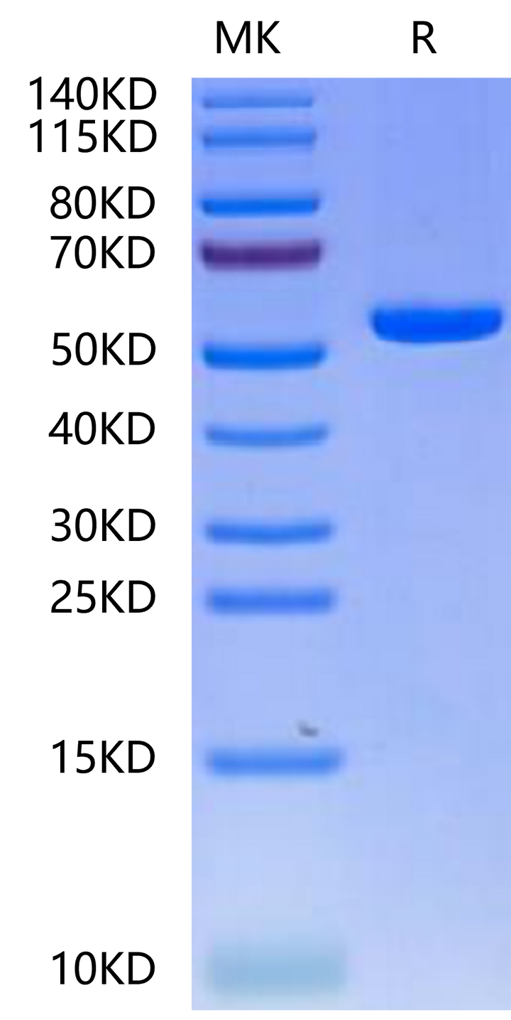 Biotinylated Human HLA-A*02:01&B2M&PRAME (SLLQHLIGL) Monomer Protein (MHC-HM443B)