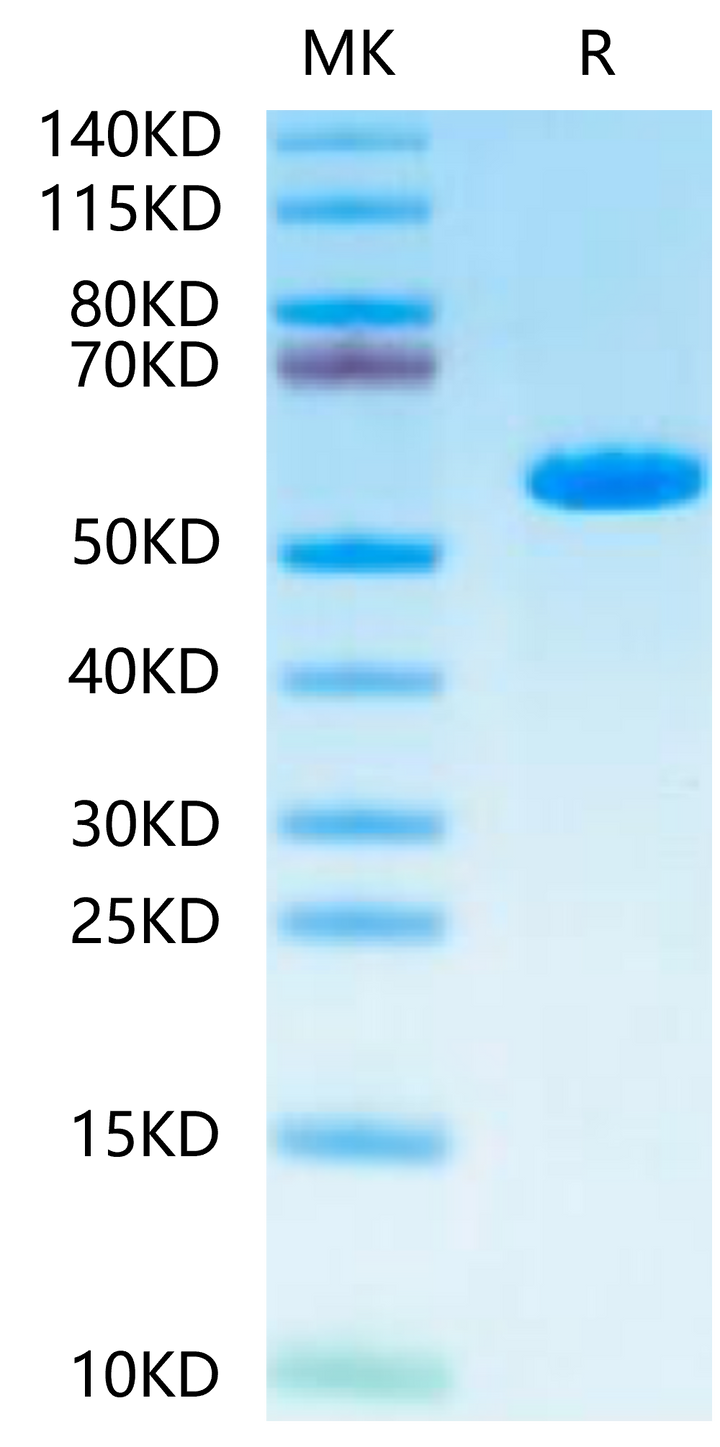 Human HLA-A*02:01&B2M&MAGE-A1 (KVLEYVIKV) Monomer Protein (MHC-HM445)