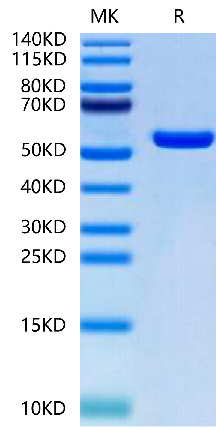 Biotinylated Human HLA-A*02:01&B2M&MAGE-A1 (KVLEYVIKV) Monomer Protein (MHC-HM445B)