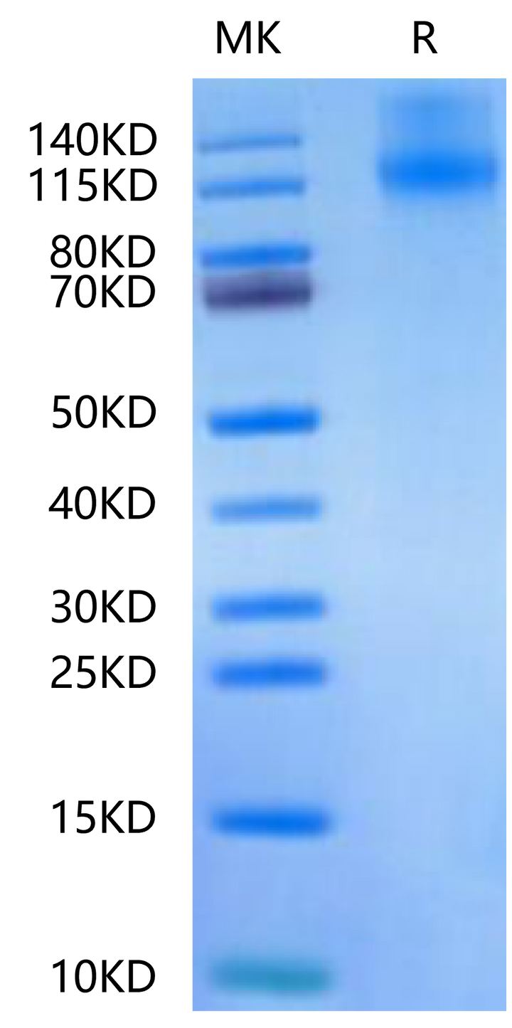 Canine OSMR-Protein (OSM-DM101)