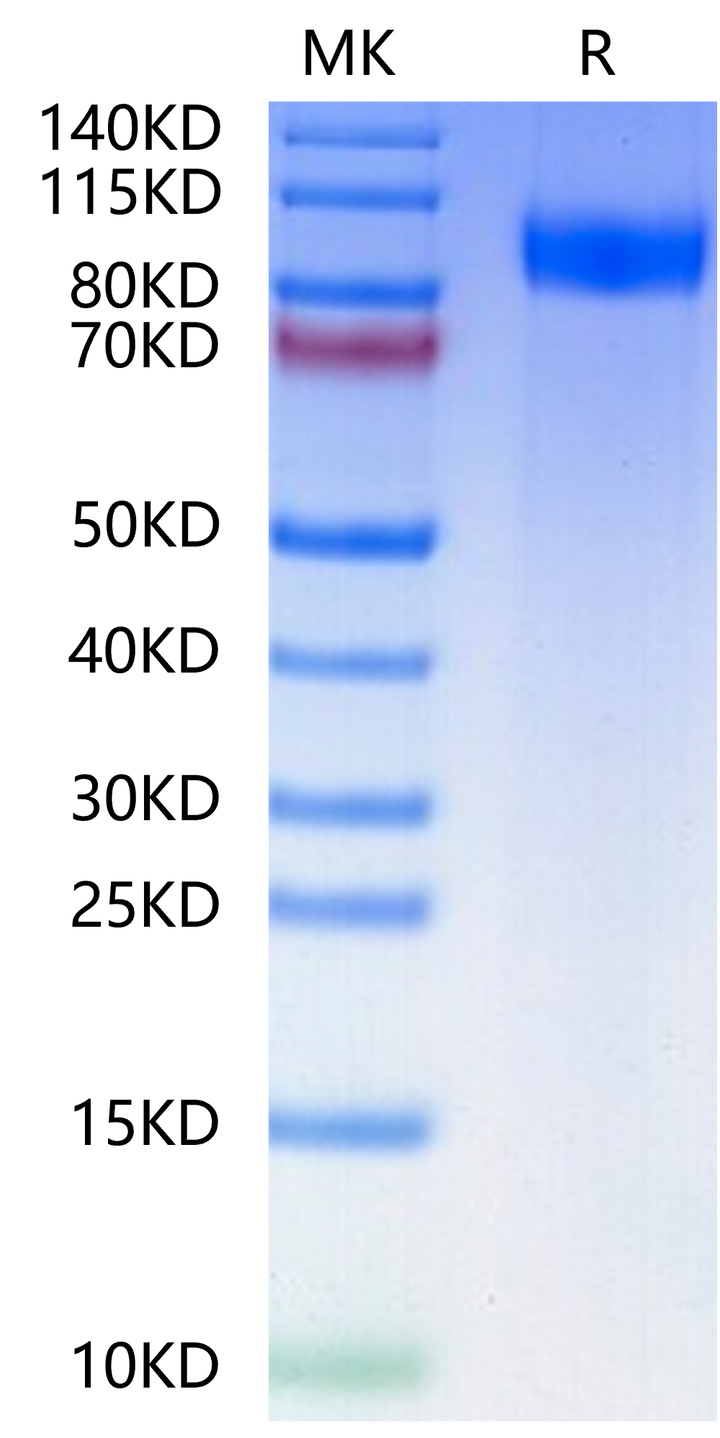 Human gp130/CD130/IL-6 R beta-Protein (GP1-HM130)