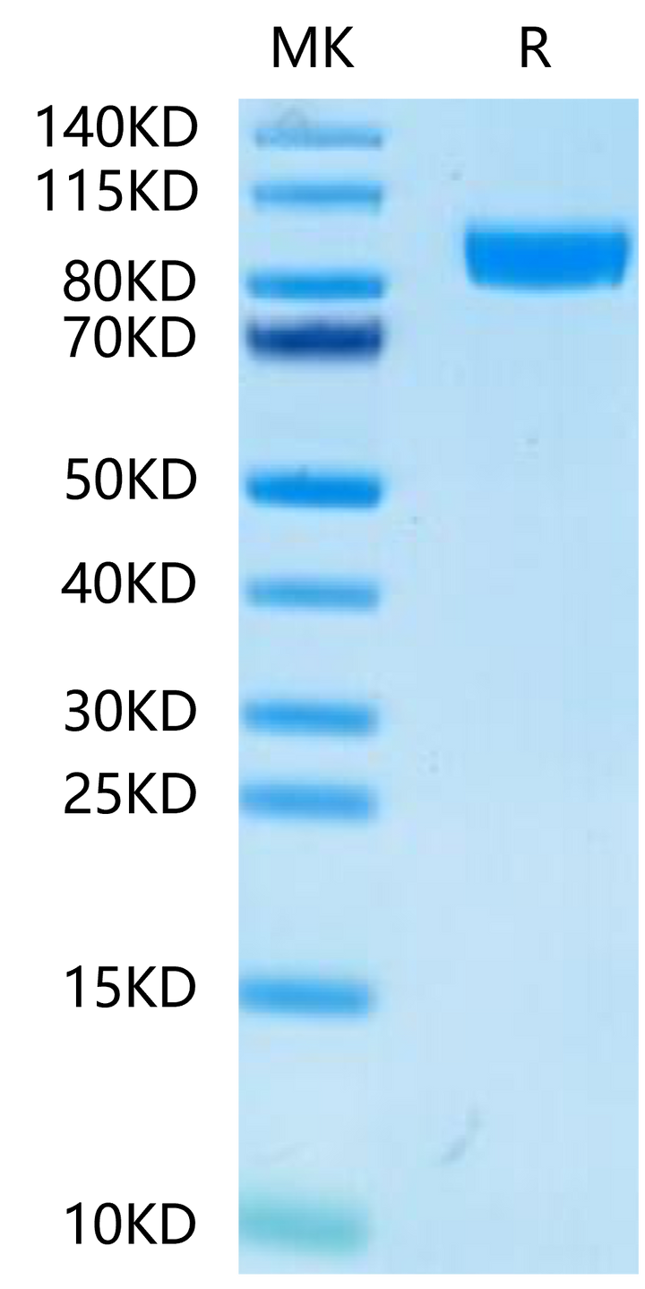 Mouse gp130/CD130/IL-6 R beta Protein (GP1-MM130)