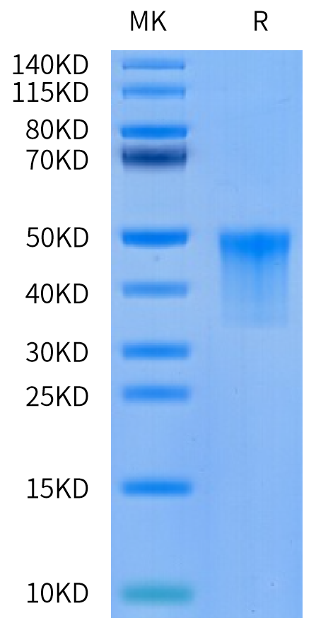 Cynomolgus VSIG4 Protein, Ultra Low Endotoxin (VSG-CM104-UL)